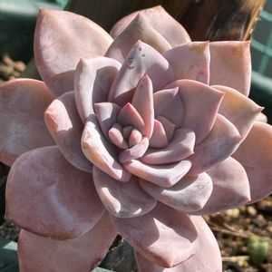 ミッシングユー,Missing You,多肉植物,エケベリア属,多肉大好きの画像