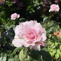 バラ,ラ・マリエの画像