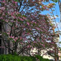 ハナミズキ,花のある暮らし,スマホ撮影,癒やし,今日のお花の画像