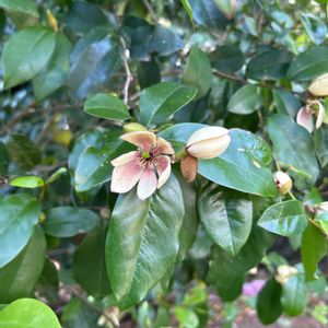 カラタネオガタマの画像