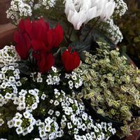 セッコク,セッコク,多肉植物 寄せ植え,多肉植物 寄せ植え,　アクアテラ　の画像