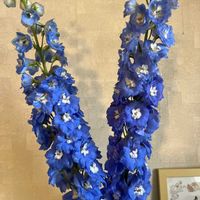 デルフィニウムの画像