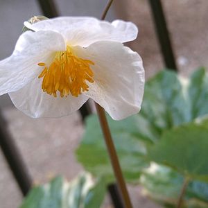 アジュガ,シラユキゲシ,ツルニチニチソウ,スーパーアリッサム,ガーデニングの画像