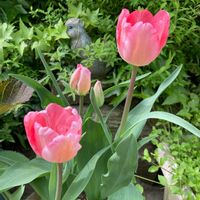 チューリップ,ピンクの花,いつもありがとう♡,ありがとう,春の訪れの画像