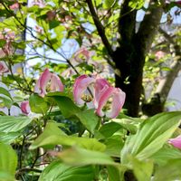 シロツメクサ,ハナミズキ,ハナミズキ,ハナミズキ,ハルジオンの画像