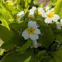 プリムラの画像