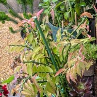 エリカ,カシミアバイオレット,エリカセシリフローラ,ペディランサス大銀竜,五節の舞の画像