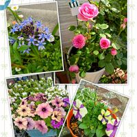 シラー,ペチュニア,ミニ 薔薇,花のある暮らし,おうち園芸の画像