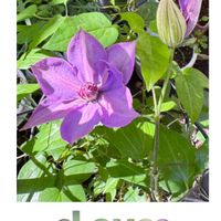 クレマチス,モッコウバラ,ビオラ,ビオラ,白モッコウバラの画像