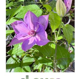 クレマチス,モッコウバラ,ビオラ,ビオラ,白モッコウバラの画像