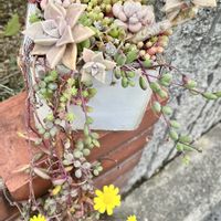 多肉寄せ植え,玄関アプローチの画像