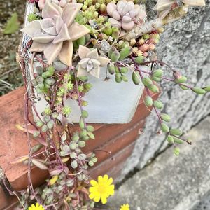 多肉寄せ植え,玄関アプローチの画像