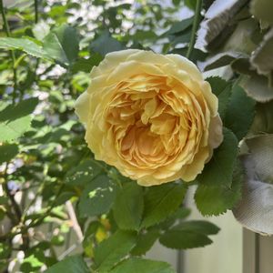 ゴールデンセレブレーション,一番花,ばら バラ 薔薇,テラスの画像