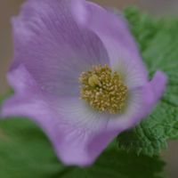 シラネアオイ,忘れな草,頑張れ✊,山野草,ちっちゃいものクラブの画像