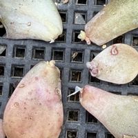 多肉植物,葉挿し,エケベリア属の画像