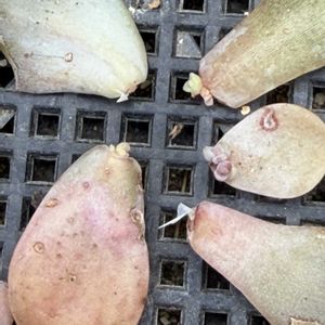 多肉植物,葉挿し,エケベリア属の画像