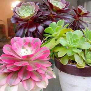 多肉寄せ植え,可愛い多肉ちゃん❤︎,増やしたい！,植物のある暮らし,多肉色々～☆の画像