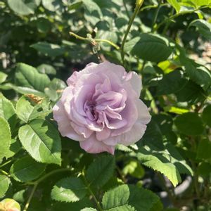 エターナル,一番花,ばら バラ 薔薇,テラスの画像