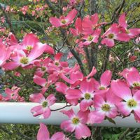 ハナミズキ,バラ,夢香,マイガーデン,ピンクの花の画像