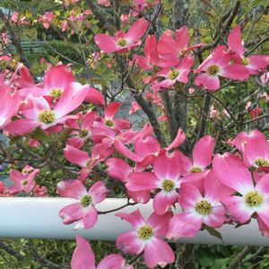 ハナミズキ,バラ,夢香,マイガーデン,ピンクの花の画像