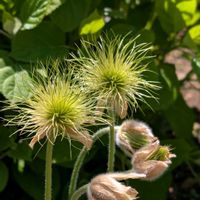 オキナグサ,花のある暮らし,おうち園芸,小さな庭の画像