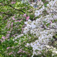 ハナミズキ,アメリカハナミズキ,散歩道,平和を願う☆の画像