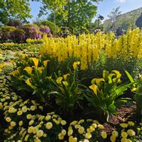 カラー,キンギョソウ,マーガレット,日曜ビタミンカラー♪の画像