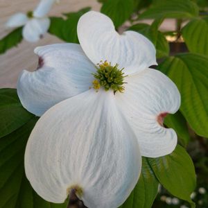 癒し,散歩中,花のある暮らし,植物のある暮らし,今日のお花の画像