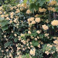 モッコウバラ,花散歩の画像