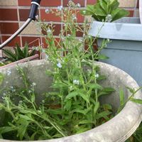 ワスレナグサの画像