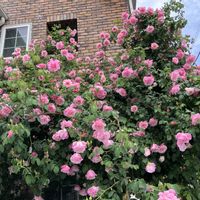 バラ,花散歩の画像