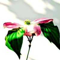 ハナミズキ,今日のお花,散歩道で出会ったお花の画像