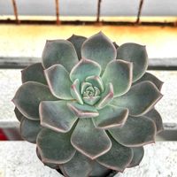 エケベリア,エケベリア属,名前を教えてください,沖縄,エケベリア女子の画像