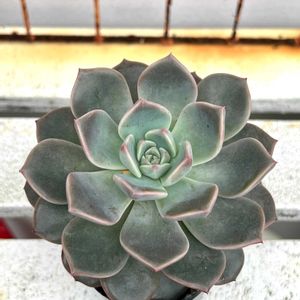 エケベリア,エケベリア属,名前を教えてください,沖縄,エケベリア女子の画像