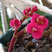 ハナキリン,ベランダの画像