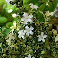 ハクチョウゲ,白丁花,斑入りの葉っぱの画像