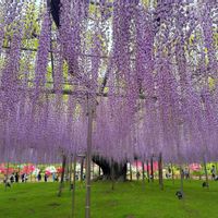 ツツジ,フジ,白藤,大藤,八重藤の画像