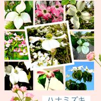 ハナミズキ,今日のお花,散歩道で出会ったお花の画像