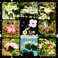 ハナミズキ,今日のお花,散歩道で出会ったお花の画像