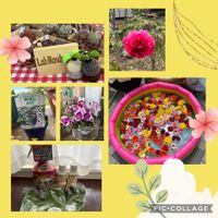 ガーベラ,ガーベラ,ペチュニア,ペチュニア,ボタンの画像