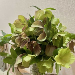 クリスマスローズ,花のある暮らし,緑のある暮らし,お庭のお花,癒しの草花の画像