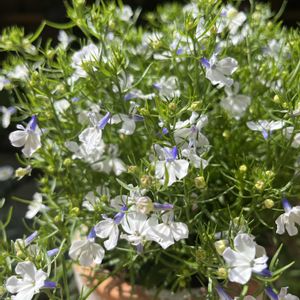 ロベリア,ロベリア リビエラ,小さな庭,テラスの画像