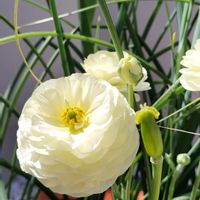 ラナンキュラスの画像