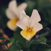 エゾムラサキツツジ,レンギョウ,ビオラ,ビオラ,ハクモクレンの画像