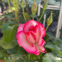 薔薇,鉢植え,花壇,ガーデニング,薔薇ニコルの画像
