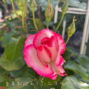 薔薇,鉢植え,花壇,ガーデニング,薔薇ニコルの画像