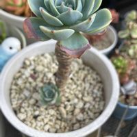 七福神,多肉植物,ネコ好き,多肉中毒,植中毒の画像