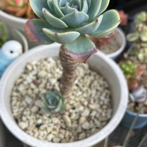 七福神,多肉植物,ネコ好き,多肉中毒,植中毒の画像