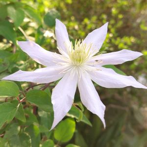 クレマチス,ピンク鈴蘭,鉢植え,地植え,色とりどりの花の画像