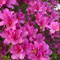 アルメリア,カリブラコア,クレマチス,ツツジ,ツツジの画像